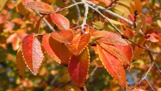 Աշնան Գեղեցիկ Տերևներ 🍁🍁🍁  Stunning Autumn Leaves