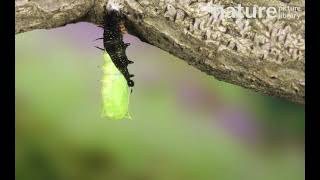 Peacock butterfly caterpillar suspending itself from a silk pad before shedding skin, June