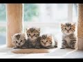 sevimli hayvanlar/cute animals-kediler-cute cats-anjing lucu