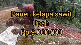 woow.. Gaji pemanen kelapa sawit mencapai 9 juta/ bulan