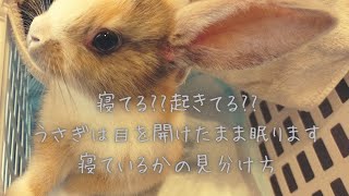 寝てる ？起きてる  ？うさぎは目を開けたまま眠ります 寝ているかの見分け方　【うさぎを飼いたい方】