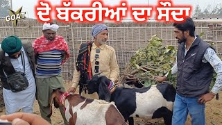 ਦੋ ਬੱਕਰੀਆਂ ਦਾ ਸੌਦਾ | Tungwali Bakra Mandi #rajudirba #goatstar #goatfarming #panjab 2025