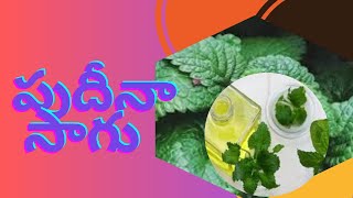 పుదీనా సాగు|mintfarming@prtnaroy#farming#cultivation#financial