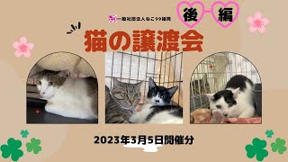 猫の譲渡会【2023年3月5日】後編12匹😸 P2会場から🍀ねこ99福岡の里親募集