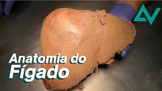 Anatomia do fígado