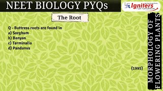 Buttress roots are found in a) Sorghum b) Banyan c) Terminalia d) Pandanus