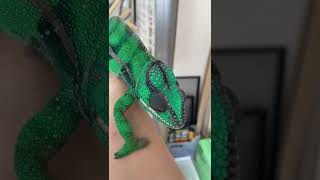 飼い主のことが好きすぎるカメレオンPart１ #shorts #chameleon #dali