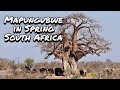 Mapungubwe in Spring | National Park | South Africa | September 2023