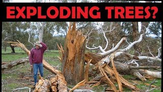Exploding Target Tree Removal *Better Quality Re-upload*
