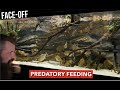 PIRANHAS VS TIGER BARBS (WARNING! Graphic content)