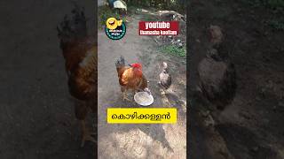 കോഴിക്കള്ളൻ#shorts#comedy