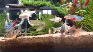 【アクアリウム】30cm キューブ水槽 アクアリウム コリドラスもふもふ動画 Corydoras fish tank