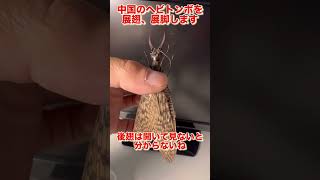 中国のヘビトンボを展翅するよ#昆虫採集 #クワガタ #insects #butterfly #いきもの大図鑑 #昆虫標本