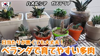 【多肉植物】【初心者】ベランダで育てやすい多肉紹介！日光が当たらないベランダでも大丈夫！【韓国苗】