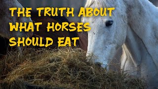 Basic Horse Nutrition