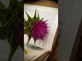 how to make harvest milk thistle tea