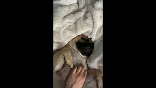 ASMR- Petting, Scratching, Snoring cute Pug dog