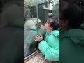 monkey is angry funny moments monkey videos 4 animals videos 207 animals jtv tv