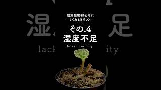 【初心者向け】観葉植物のよくあるトラブル5選！　湿度不足編