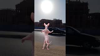 Funny cat #sphynx #funny #crazycat #catlover #dance#