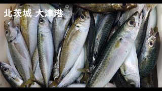 北茨城の大津港でサバにアジにスズキが釣れました＾＾　Go fishing at Otsu Port in northern Ibaraki!