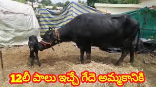 Greaded MURRA BUFFALOE 97054 34100 ముర్ర జాతి గేదెలు