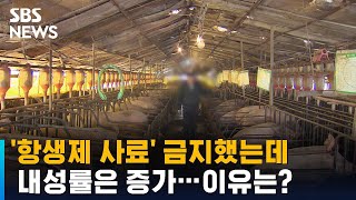 '항생제 사료' 금지했는데 내성률은 증가…이유는? / SBS