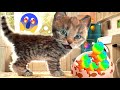 FUNNY CATS CUTE LITTLE KITTEN ADVENTURE -  CUTE ANIMATED KITTY FRIENDS #997