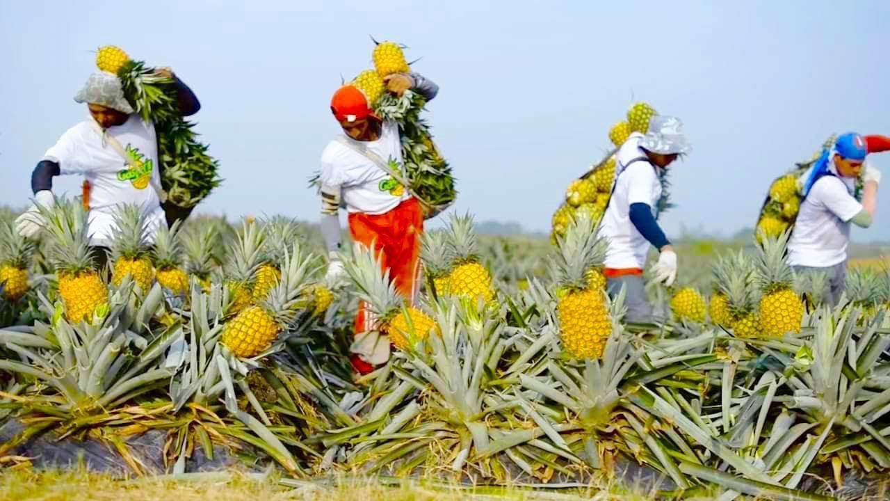 Beginilah Proses Perkebunan NANAS Teknologi Canggih & Modern Dari ...