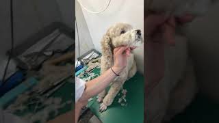 ⑦洋犬ミックスの健ちゃんのトリミング