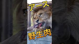 アース🦁野生肉をかじる【ド迫力】#のんほいパーク #ライオン #アース #シルク #肉