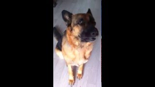 🔊 Chien qui aboie vraiment TRES FORT !! 🔊 Berger Allemand, aboiement de chien aigu [FRISKA]