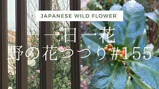 11月9日、だんだん色づいてきた実、紹介しています。seasonal Japanese wild flower