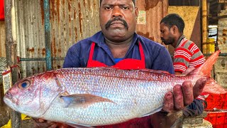 KASIMEDU 🔥 SPEED SELVAM | BIG SIZE KANDAL FISH CUTTING VIDEO | 4K VIDEO | KM FISH CUTTING