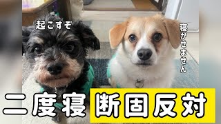 二度寝させてくれない犬