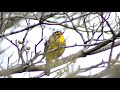 palm warbler bird