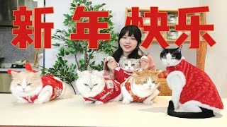 元宵吃汤圆，猫猫拜晚年！！！【元宵节vlog】