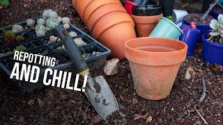 Cerriscapades Live - Repotting, chilling, and answering some of your questions!