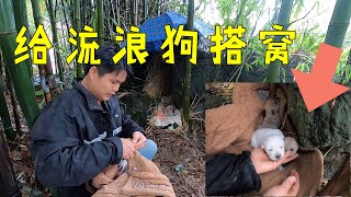 农村小伙冒雨进山给流浪母狗送饭，还给它的幼崽搭建一个窝，太暖心了/Stray dogs【民间小邓】