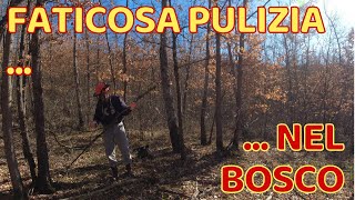 Pulizia Nel Bosco - Preparativi Al Taglio