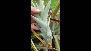 Planting pineapples from slips and suckers