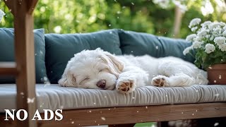 Cozy atmosphere for dogs 🎵 12 hours of sounds for stress relief and better sleep