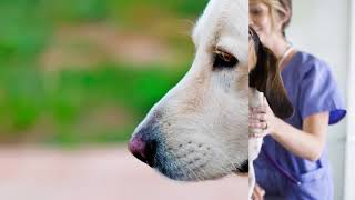 The Basics: Pet Depression | WebMD