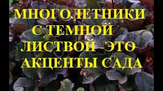 Многолетники с темной листвой придают неповторимые акценты саду!