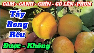 Chăm Sóc Cam Đường Canh,Lên Phun Nấm Tẩy Rong Rêu Cho Cam Quả Không.