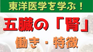 漢方入門！漢方の基礎、五臓の腎の働きや特徴！！五行説の関係も解説