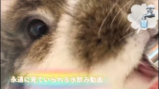 🐰永遠に見ていられるうさぎが水を飲む癒し動画！〜Rabbits is drinking the water〜