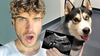 How Many Puppies is my Pregnant Husky Having? *SHOCKING RESULTS!*