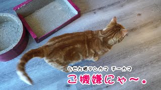 らせん猫テンカマ・チーカマ　フリフリしっぽ　#猫 #ねこ #生活