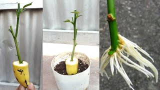 Banana Natural Rooting Hormone..